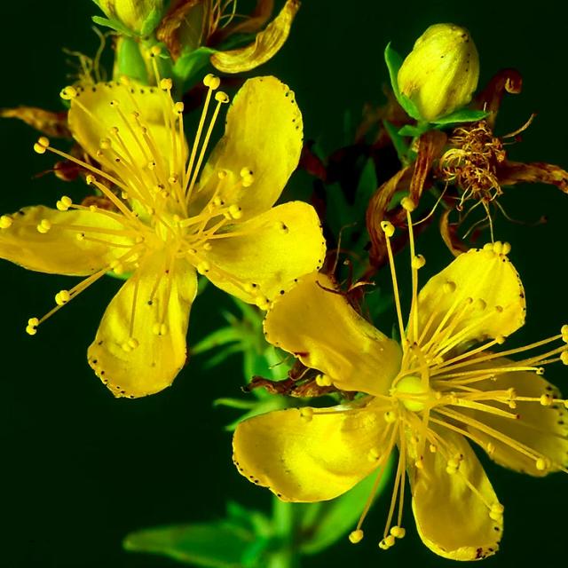 Benefits of Supplementing With St. John's Wort